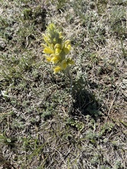 Pedicularis flava