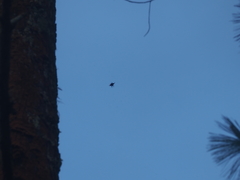 Gasteracantha diardi