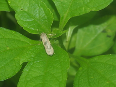 Lepidoptera