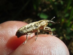 Lixus scrobicollis