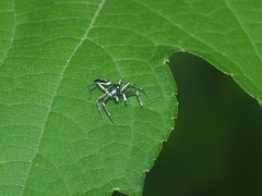 Cosmophasis gemmans