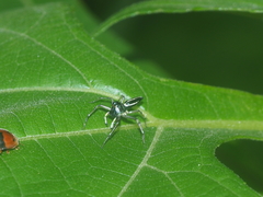 Cosmophasis gemmans