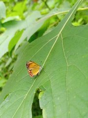 Heliophorus epicles
