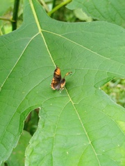 Heliophorus epicles