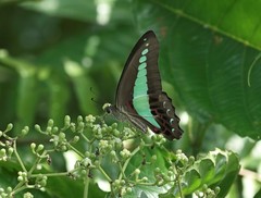 Graphium sarpedon luctatius