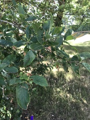 Crataegus germanica