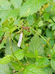 Lepidoptera