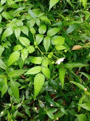 Rubus rosifolius