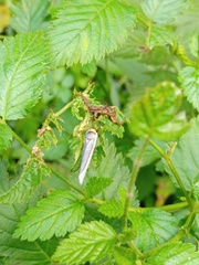 Lepidoptera