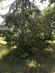 Crataegus germanica