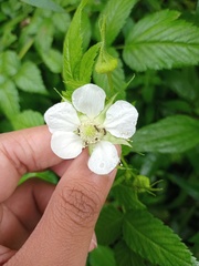 Rubus rosifolius
