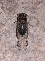 Diceroprocta apache