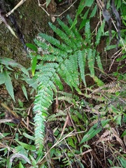 Microlepia strigosa