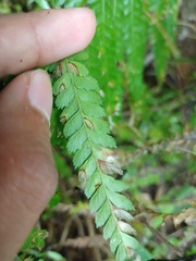 Microlepia strigosa