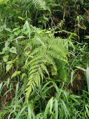 Deparia boryana