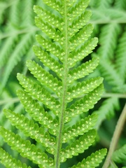 Deparia boryana