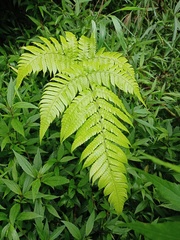 Pleocnemia conjugata