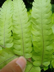 Pleocnemia conjugata