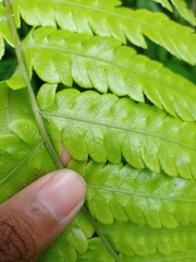 Pleocnemia conjugata