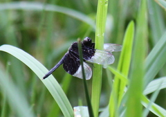 Neurothemis tullia