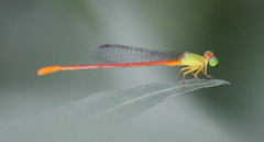 Ceriagrion auranticum