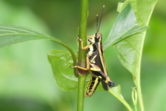 Traulia azureipennis