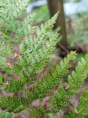 Microlepia strigosa