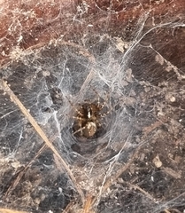Textrix denticulata