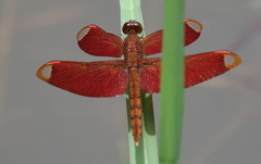 Neurothemis fulvia