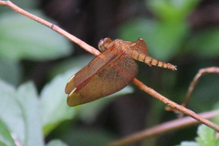 Neurothemis fulvia