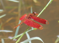 Neurothemis fulvia