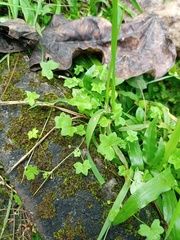 Hydrocotyle acutiloba
