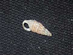 Cerithium coralium