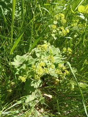 Alchemilla cheirochlora