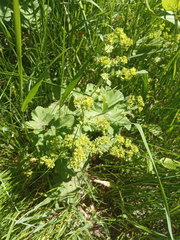 Alchemilla cheirochlora