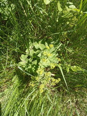 Alchemilla cheirochlora