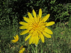 Tragopogon ucrainicus
