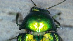 Cryptocephalus aureolus