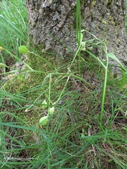 Ornithogalum orthophyllum