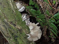Pleurotus purpureo-olivaceus
