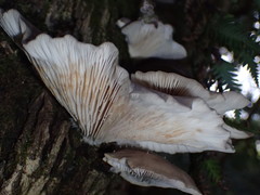 Pleurotus purpureo-olivaceus