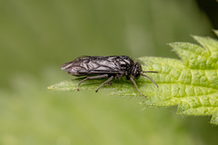 Tomostethus nigritus