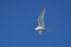 Sterna striata