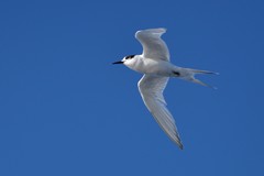 Sterna striata