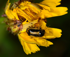 Cryptocephalus vittatus