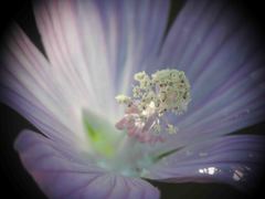 Malva hispanica