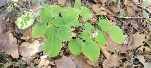 Epimedium brevicornu