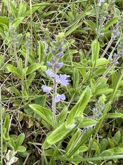 Veronica officinalis