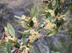 Cercocarpus ledifolius