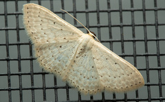 Scopula sublinearia